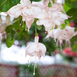 fuchsia white king